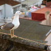 Yellow-legged Gull